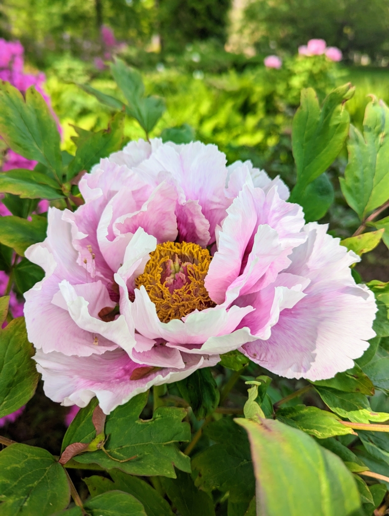 My Tree Peonies are Blooming The Martha Stewart Blog