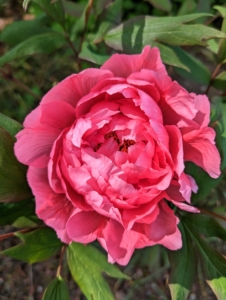 Here is a darker salmon variety still opening. This peony has enormous semi-double flowers. The petals are somewhat cupped, giving the flower a very full appearance. It also has a light, sweet fragrance.
