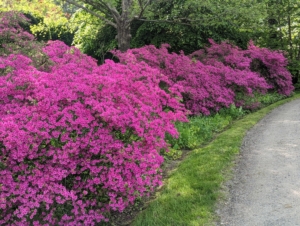 My large azalea collection is located outside my Summer House in a lightly wooded area where they get lots of filtered sunlight throughout the day. Three years ago, I extended the garden down the carriage road and planted more than 300-azaleas since. This week, they are erupting with swaths of beautiful color.