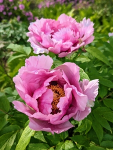 Every year, these shrubs become more and more prolific, producing large flowers. And remember, tree peonies should not be cut back. Tree peonies are very slow growing and will not send forth new growth if pruned. The only cutting should be to remove any dead branches.