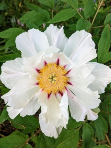 Here is a white tree peony blooming perfectly. Although tree peonies can thrive in full sun, they prefer partial shade, with three to four hours of sunlight.