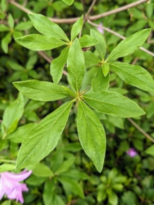 The leaves are often evergreen with wooly undersides. The length of azalea leaves ranges from as little as a quarter-inch to more than six inches. Leaves of most azaleas are solid green, with a roughly long football-shape.
