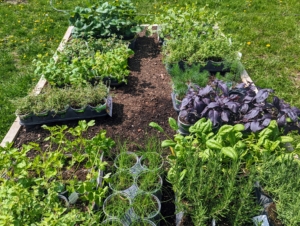 The weather this week here at my Bedford, New York farm has been excellent for gardening. Ryan McCallister and Brian O'Kelly have been so busy getting more of our crops in the ground. Here are just some of the herbs ready to plant.