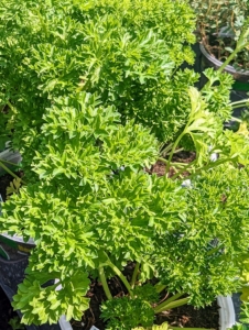 On this day, Brian planted lots of curly parsley. Curly parsley is an easy-to-grow type of parsley with round, curly leaves. In general, it is milder than the flat leaf variety.