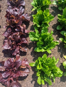 A few weeks ago, I planted some lettuces - look how beautiful they are now. I can't wait to try them.