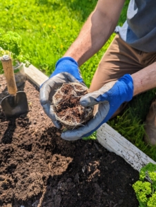 This is what the root ball looks like from the bottom. Loosening or teasing the roots before planting stimulates the roots and enables them to spread out and grow, forming a good foundation for the plant.