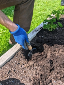 Brian digs the holes as he plants. Parsley should be spaced about six to eight inches apart in an area with full sun and nutrient-rich, well-drained soil.
