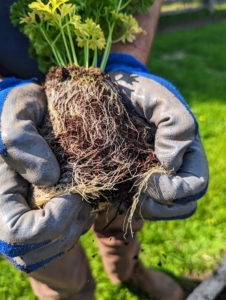 Before planting, Brian always teases the roots - gently pulling them apart with his fingers.