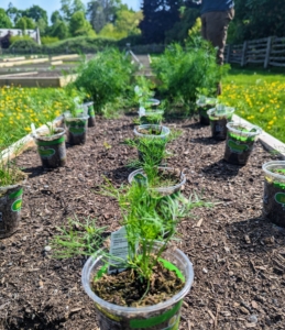 Here is a crop of dill in pots already placed where they will be planted - about a foot apart. Dill is an annual herb in the celery family Apiaceae. It is native to North Africa, Chad, Iran, and the Arabian Peninsula. Its leaves and seeds are often used as a herb or spice for flavoring food.