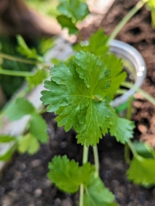 Cilantro is not for everyone - some truly abhor it. Interestingly, those who dislike cilantro tend to have a gene that detects the aldehyde part of cilantro as a soapy smell and taste. What's your opinion on this herb?