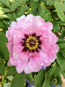 The tree peony, Paeonia suffruticosa, has upright flowers that bloom above the foliage.