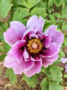 The pink varieties are more fragrant than the darker maroon flowers. This one has slightly ruffled petals with a gold center.