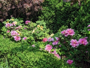 …my tree peony garden. I love my curved border of tree peonies, Paeonia suffruticosa. There are very few plants that can compete with a tree peony in full bloom. They flower from late April to early May, but the season can often vary from year to year.