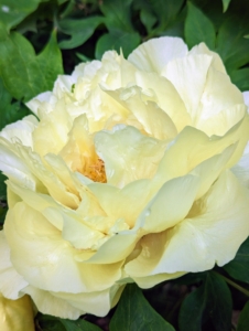 And look at this soft creamy yellow tree peony. Tree peonies are heavy feeders and respond well to a generous, early autumn top dressing of bone meal or rose fertilizer. The high potash content encourages flowers to develop. A light sprinkling of a general fertilizer can also be applied in spring.