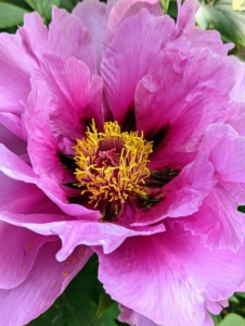 This darker pink cultivar has several rows of petals around a golden interior – an eye catcher in this bed.