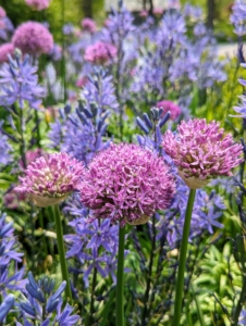 Another beauty in the garden - the alliums. Alliums are often overlooked as one of the best bulbs for constant color throughout the seasons. They come in oval, spherical, or globular flower shapes, blooming in magnificent colors atop tall stems.
