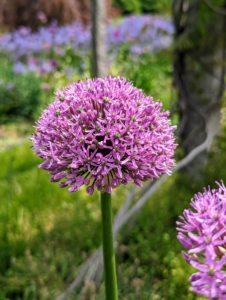 This is Allium aflatunense ‘Purple Sensation’, with four to five inch wide violet-purple globes. An allium flower head is a cluster of individual florets and the flower color may be purple, white, yellow, pink, or blue.