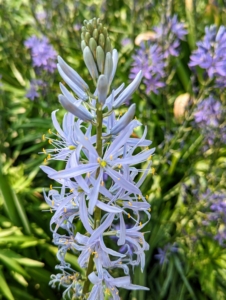 Camassia leichtlinii caerulea forms clusters of linear strappy foliage around upright racemes. Camassia is a genus of plants in the asparagus family native to Canada and the United States. It is best grown in moist, fertile soil and full sun.