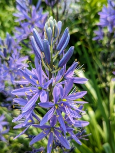 The most prominent plant right now is the Camassia – it’s blooming profusely and so beautifully.