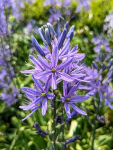 Camassia also grows in this darker shade of blue. On this, one can see the six-petaled, two-inch, star-shaped flowers.
