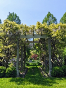 In the center and at the ends of this winding pergola are wisteria standards. Right now, these beauties are cascading over the pergola and giving off the most intoxicating fragrance. Wisteria is valued for its beautiful clusters of flowers that come in purple, pink and white. Looking closely one can see flowers drape down from the soft green heads of foliage.