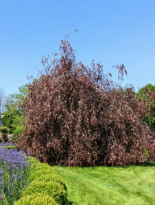 One one side of the pergola is this giant weeping copper beech tree – I love these trees with their gorgeous forms and rich color. I have several large specimens on the property.