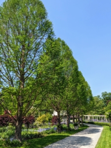 On the the other side of the pergola and across the carriage road – a stand of stately bald cypress trees, now full of gorgeous soft green needle-like foliage.