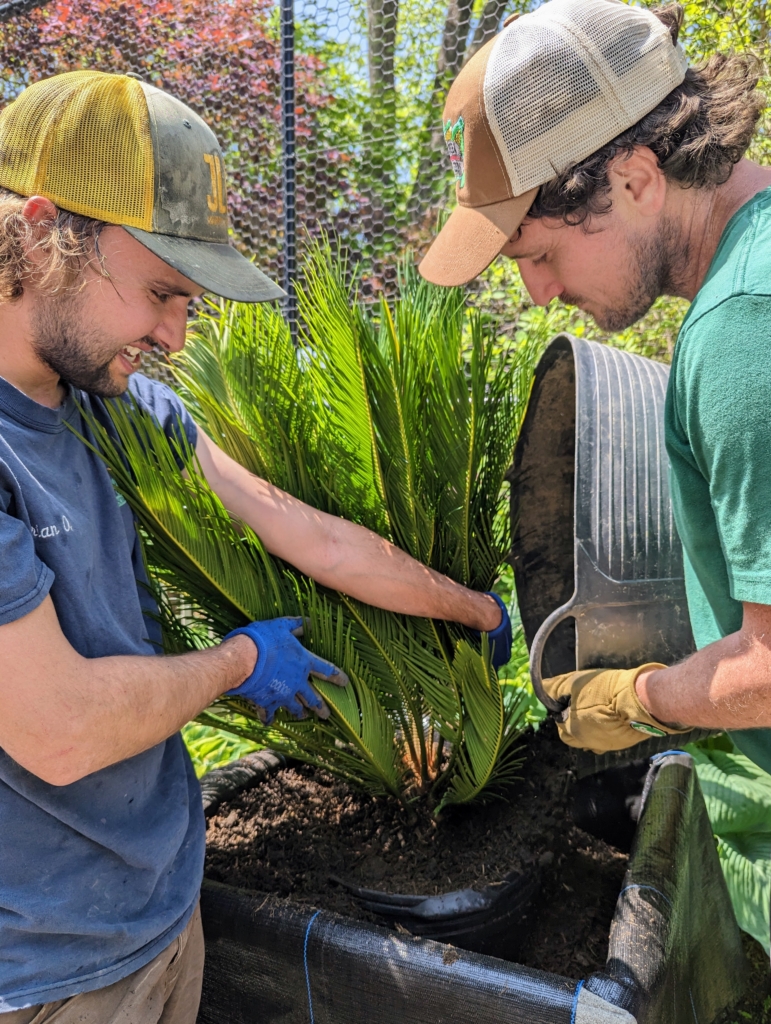 Potting and Displaying Sago Palms Around the Farm The Martha Stewart Blog