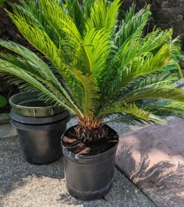 This is actually one of those smaller sago palm pups now. Although sago palms are slow growing, this has grown quite a bit in the last five to six years.