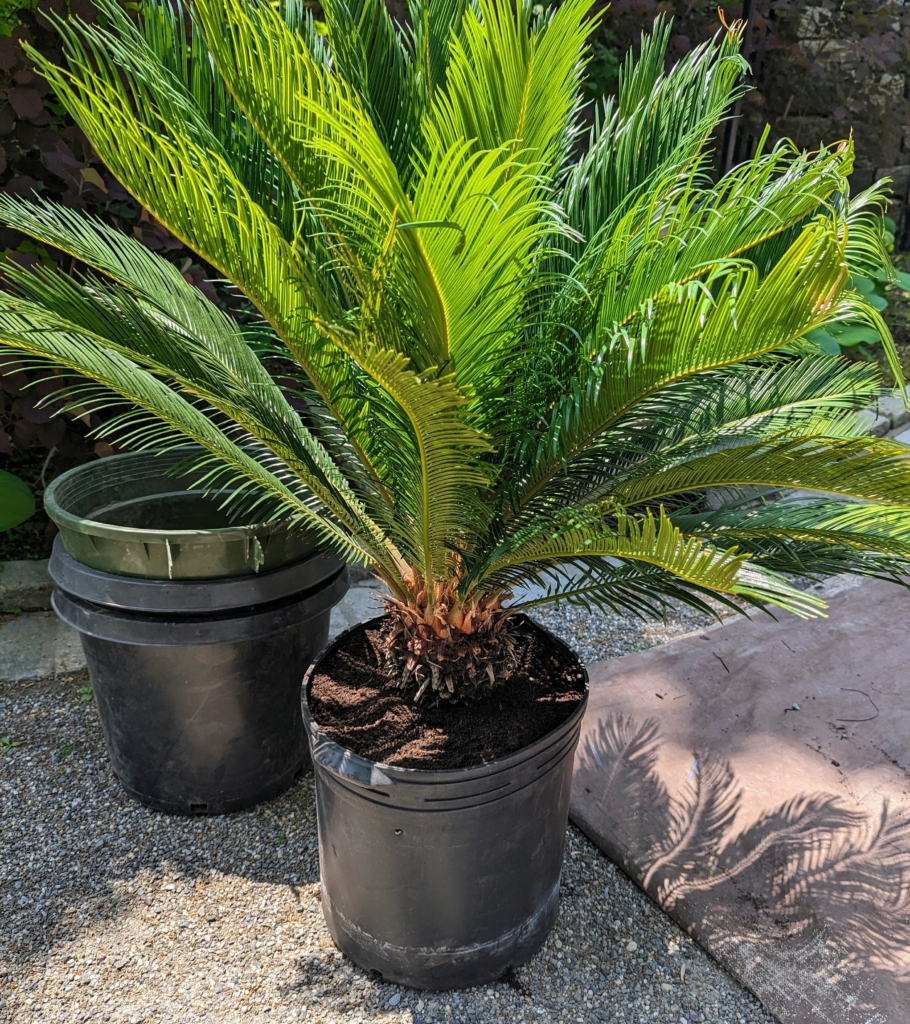 Potting and Displaying Sago Palms Around the Farm The Martha Stewart Blog