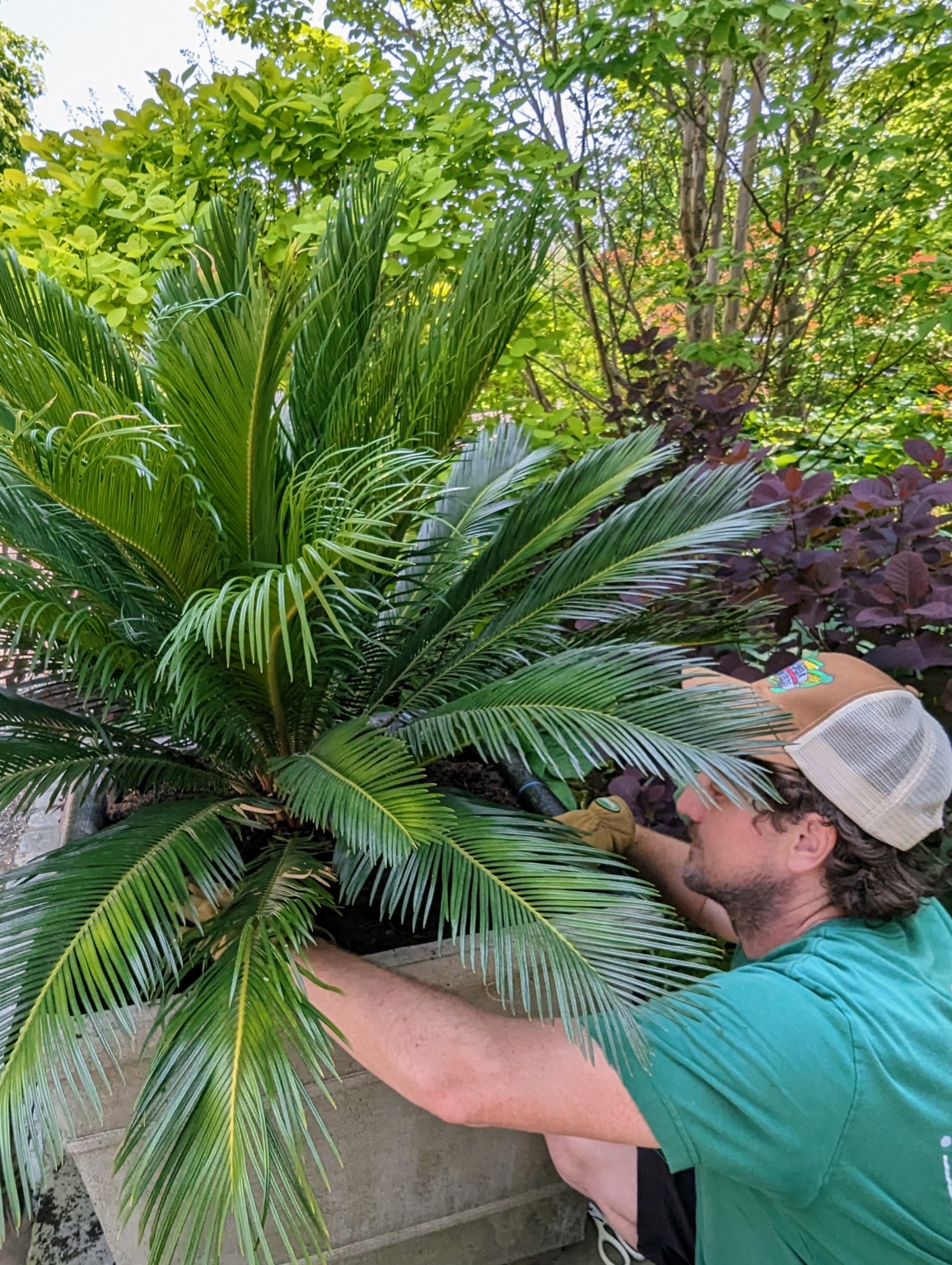 Potting and Displaying Sago Palms Around the Farm The Martha Stewart Blog