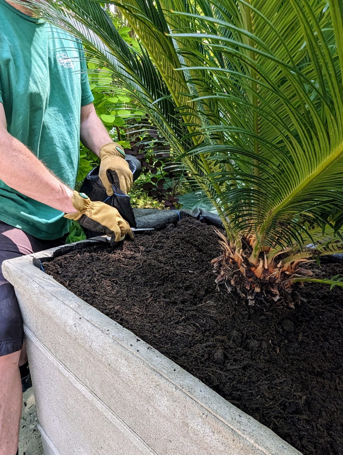 Potting and Displaying Sago Palms Around the Farm The Martha Stewart Blog