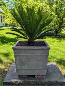 Here is one all potted up outside my gym building. I think it looks so handsome in this new pot. The frond tips are quite pointy and sharp, so it’s best to plant it away from lots of foot traffic.