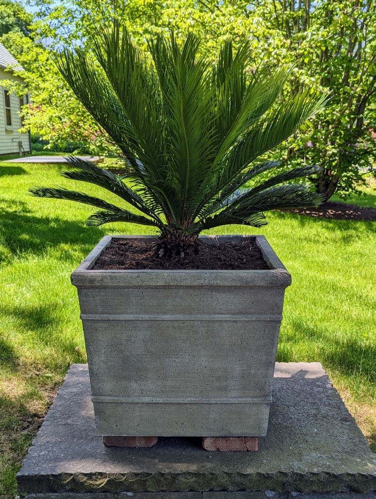 Potting and Displaying Sago Palms Around the Farm The Martha Stewart Blog