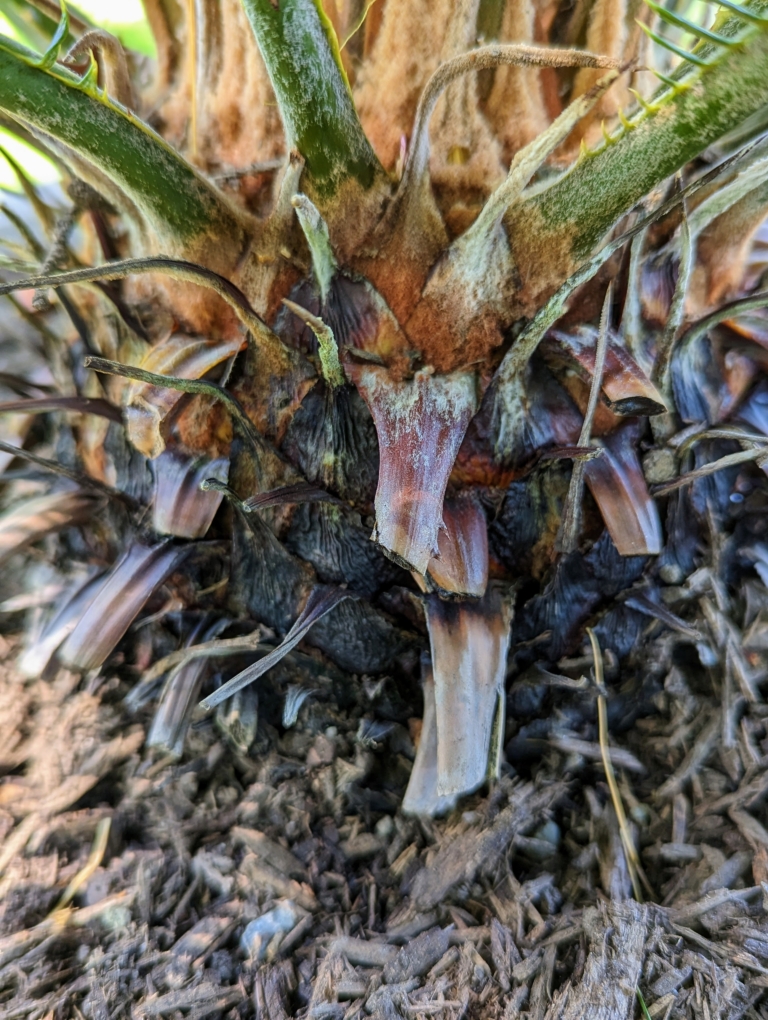 Potting and Displaying Sago Palms Around the Farm The Martha Stewart Blog