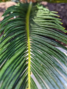 Sago palm fronds resemble those of palm trees The glossy, pinnate leaves are typically about four to five feet long at maturity, and up to nine-inches wide.