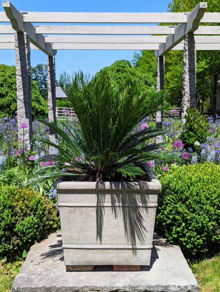 Potting and Displaying Sago Palms Around the Farm The Martha Stewart Blog
