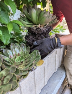 Before planting, Phurba and Ryan carefully remove the existing plants from the troughs. These similar succulents have been in these planters for some time and were due to be changed.