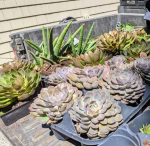 Most of these plants are varieties of Echeveria and Sansevieria. They are loaded into the back of our Polaris vehicle and will be taken to my main greenhouse for repotting.