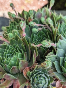 And this is Sempervivum 'Mount Usher' - a cultivar that shifts between silver-green, pink, and purple through the seasons. Hens and chicks belong to the flowering plant family Crassulaceae, native to southern Europe and northern Africa. They are low-growing perennials that stay close to the ground to self-propagate.