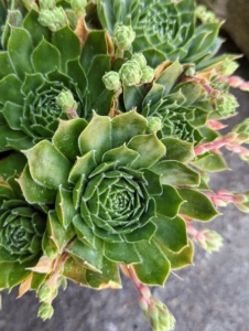 Sempervivum 'Larissa' has smooth, waxy leaves of light green rosettes that open to a light coral color. Here, one can see the parent rosette, or the "hen" and the smaller baby rosettes which are the "chicks."