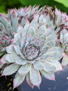 This is Semervivum 'Twilight Blues.' This variety features silvery, olive-green leaves shaded in pale lavender and purple tips. Hens and chicks need lots of outdoor sunlight to show their best colors and maintain their rosette forms.