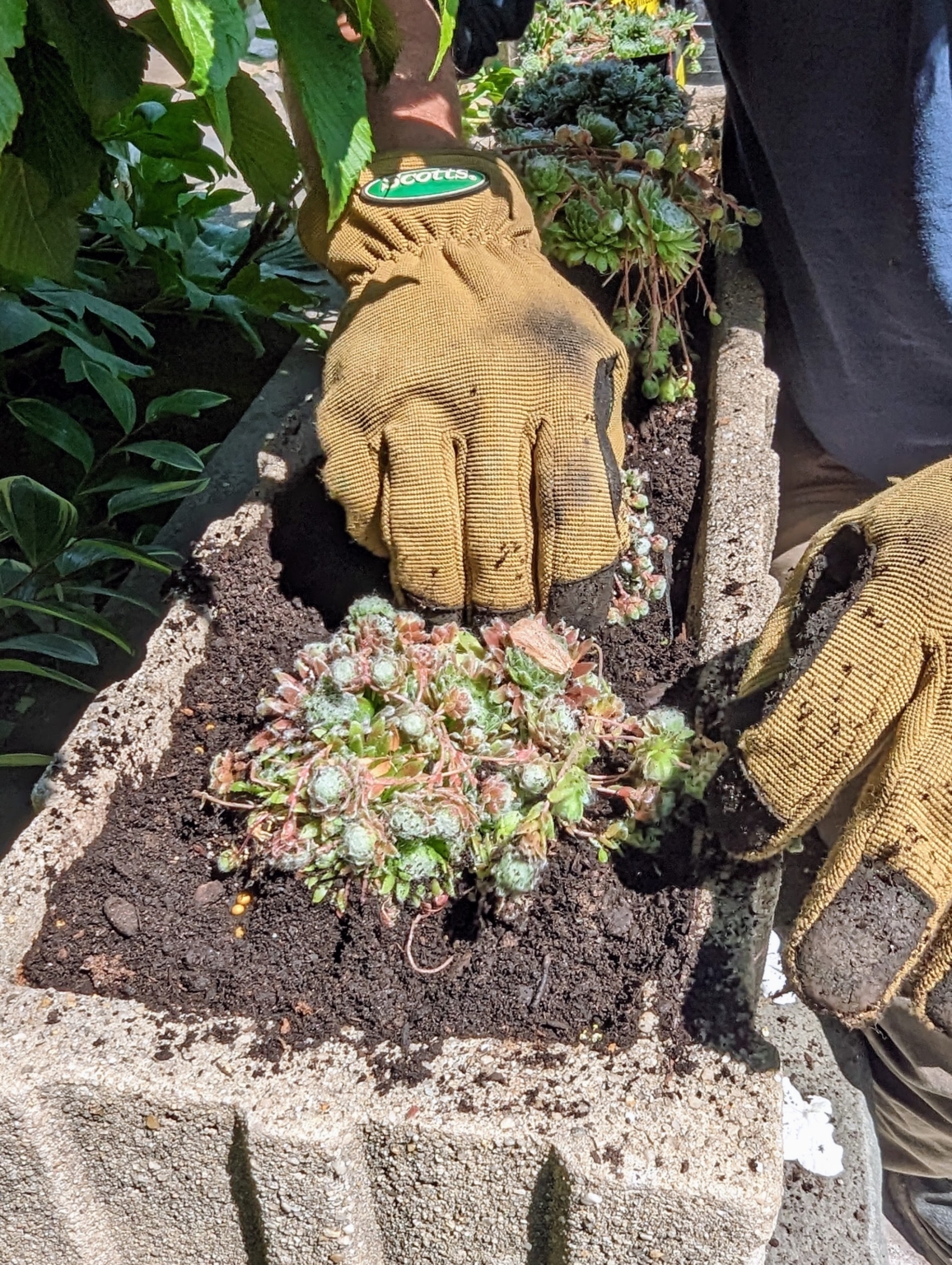 Planting Hens and Chicks Outside My Winter House - The Martha Stewart Blog