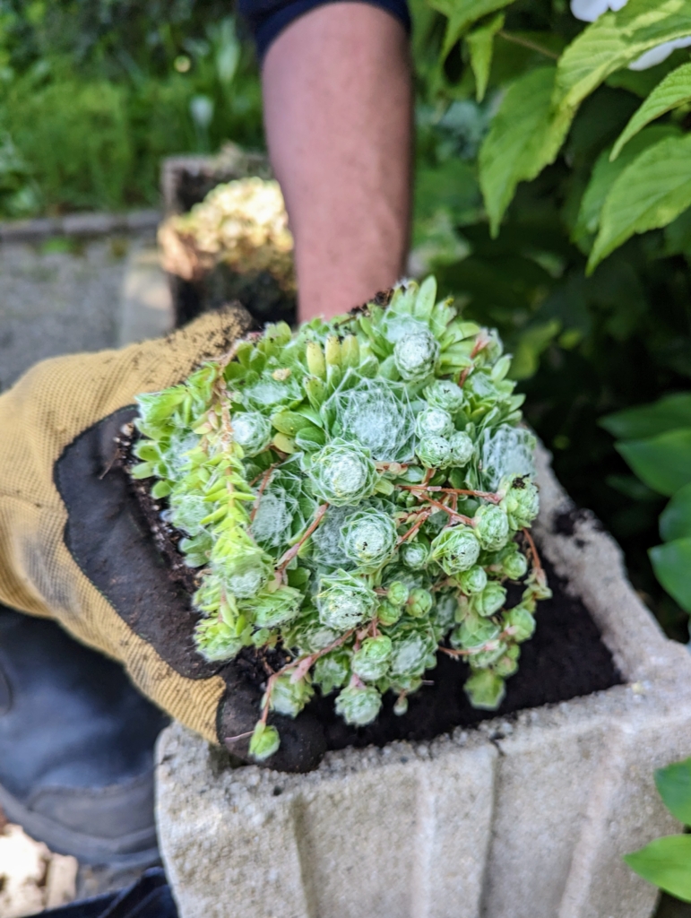 Planting Hens and Chicks Outside My Winter House The Martha Stewart Blog