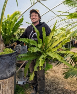 Ryan went down to one of my tropical hoop houses to select the bird's nest ferns that would work best in the planters. They had to fit the containers and be pretty similar in size.
