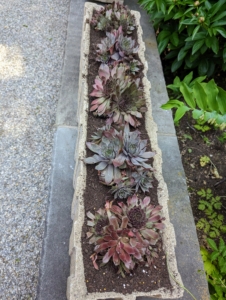 The troughs are now filled with these charming hens and chicks succulents. They will stay here through the gardening season.