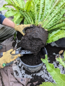 Repotting is a good time to check any plant for damaged, unwanted or rotting leaves or pests that may be hiding in the soil. Ryan scarifies the root ball just a bit to encourage new growth and places it into its new container.