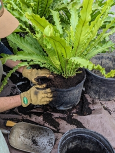 Next, Ryan backfills with more soil. Bird's nest ferns do well with watering about once a week. To be sure, one should feel the top few inches of soil. If the top two-inches are dry then the plant needs water. Below the top few inches should remain moist, but not soggy. And it should never dry out thoroughly between waterings.