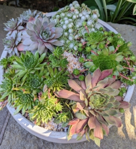 Do you remember this planter of hens and chicks? I planted it several weeks ago on the Today Show. The plants filled out nicely in this container.
