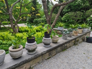 Before potting anything, Ryan places the plants in their designated spots and positions them in the order that looks best. He selects plants that not only fit the containers but also look good grouped together.